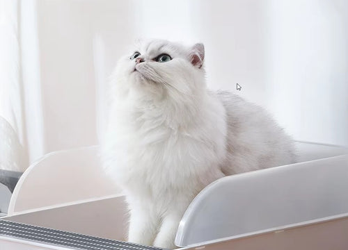 Cat in toilet with air freshener for animals