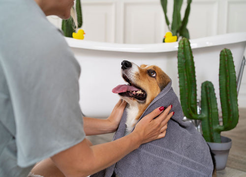 The Importance of Keeping Pets Clean: Health, Comfort, and Fresh Scents